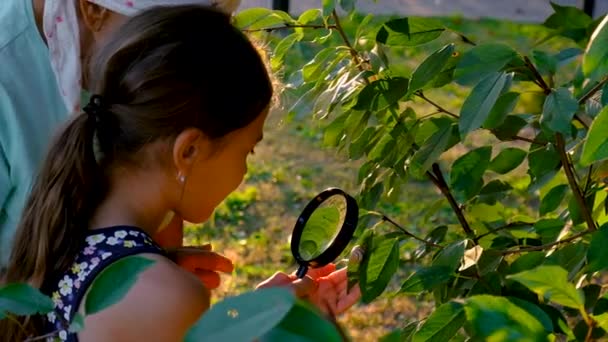 Grandmother Child Studying Snail Park Selective Focus Nature — 图库视频影像