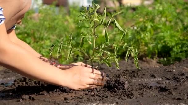 Çocuk Bahçeye Bir Bitki Ekiyor Seçici Odaklanma Doğa — Stok video