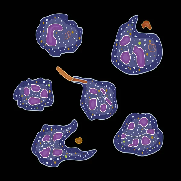 면역계 Neutrophils Cells Vector Illustration — 스톡 벡터
