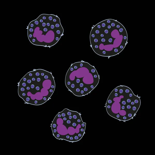 내장된 면역계 Basophils Cells Vector Illustration — 스톡 벡터