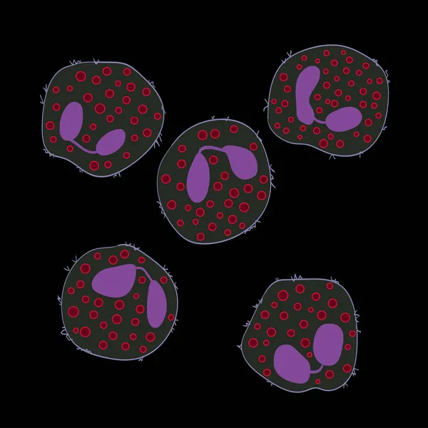 Innate Immune System Eosinophils Cells Vector Illustration — Stock Vector