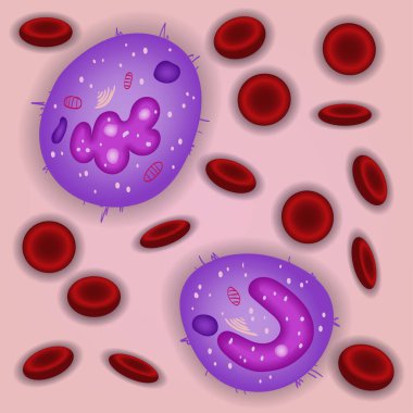 Doğuştan gelen bağışıklık sistemi: kandaki monosit hücreler, vektör illüstrasyonu