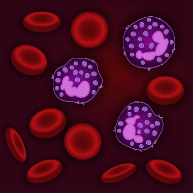 Doğuştan bağışıklık sistemi: kandaki bazofil hücreler, vektör illüstrasyonu