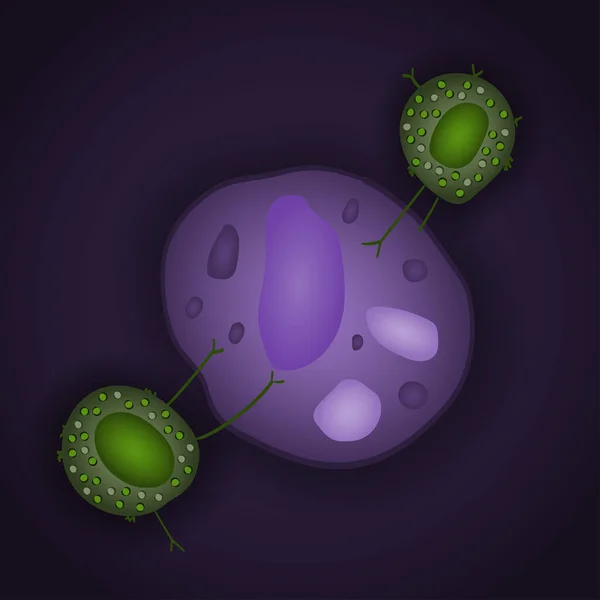 Sistema Imunológico Inato Células Assassinas Naturais Com Patógeno Ilustração Vetorial — Vetor de Stock