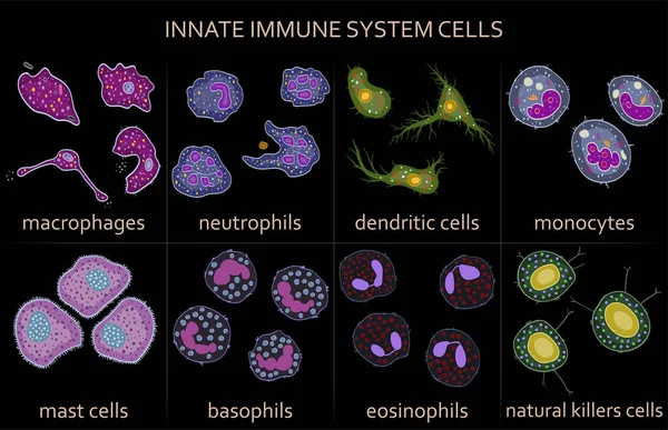 Conjunto Células Innatas Del Sistema Inmunitario Ilustración Vectorial — Vector de stock
