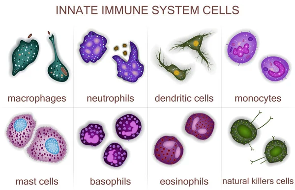 Conjunto Células Innatas Del Sistema Inmunitario Ilustración Vectorial — Vector de stock