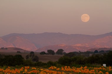 Harvest Moon üzerinde Santa Ynez #2