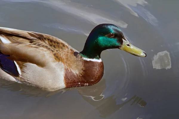 Canard colvert 7 — Photo