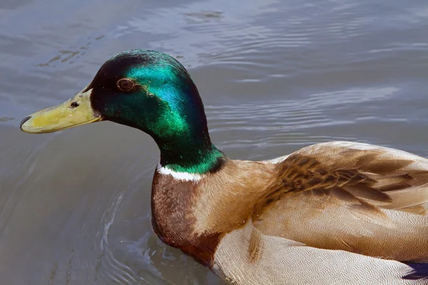 Mallard Duck 2