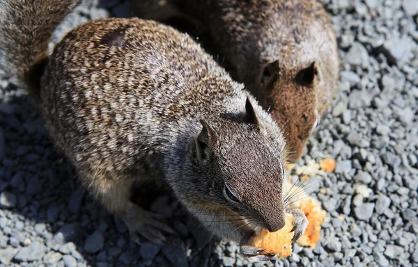 California Ground Squirrel — Stock Photo, Image