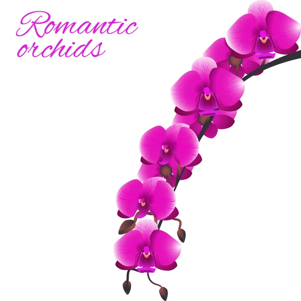 Růžová orchidej — Stockový vektor