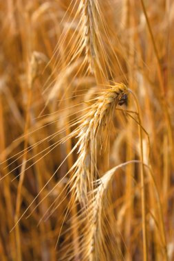 kulak buğday. sığ dof