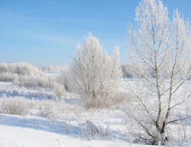 Güzel kış manzarası
