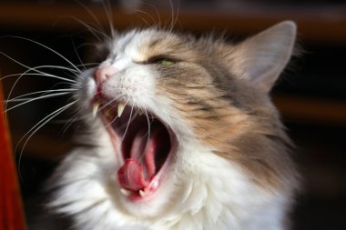 kızgın güzel kedi