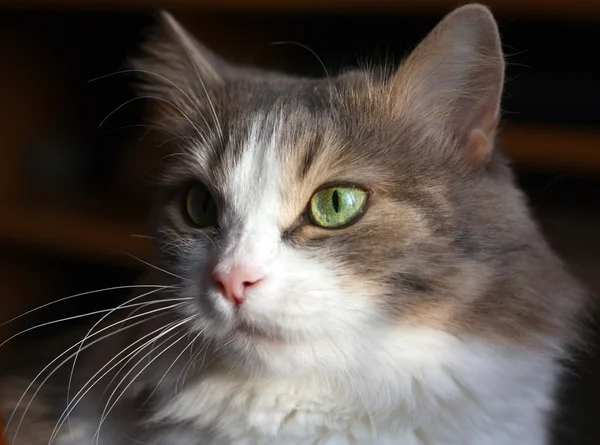 かわいい猫 — ストック写真