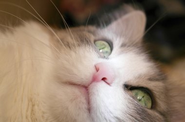 Arka cat Tarih yalan