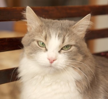 güzel kedi