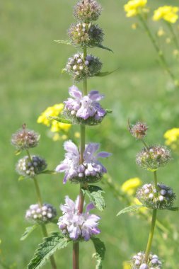 Sahada çiçek çiçekler