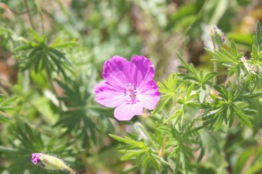 Sahada çiçeği pembe çiçek