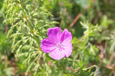 Sahada çiçeği pembe çiçek