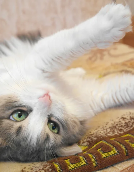 Lying on the back cat — Stock Photo, Image