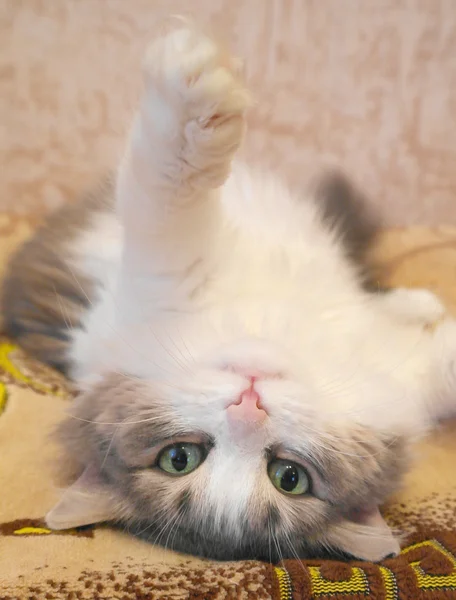 Lying on the back cat — Stock Photo, Image