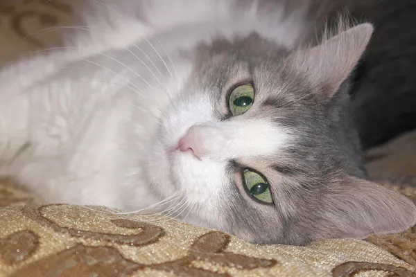 Auf der Seite liegend Katze — Stockfoto