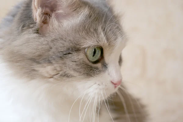 Gato bonito — Fotografia de Stock