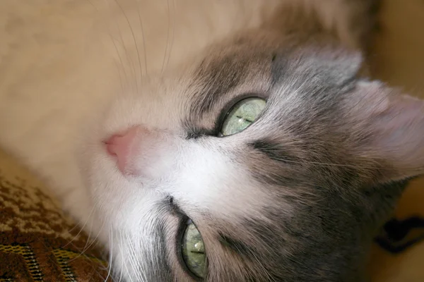 Liggande på rygg katten — Stockfoto