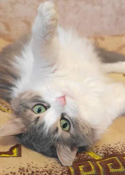 Lying on the back cat — Stock Photo, Image