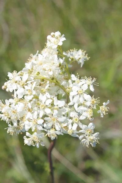 Цветущие белые цветы на поле — стоковое фото