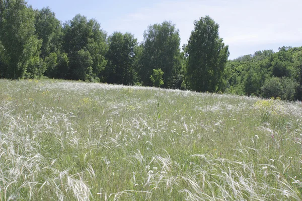 Feather gras op weide — Stockfoto