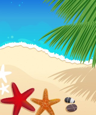 plaj starfishes