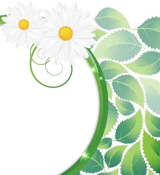 Yeşil yaprakları ve chamomiles — Stok Vektör
