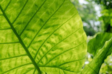 Fil kulak yaprağı veya Dev taro (Alocasia makrorhizos), güneş ışığı alan doğal arkaplan.