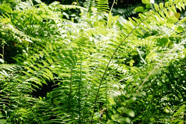 Fern Erdőben Közelkép Zöld Páfránylevélről Gyönyörű Természeti Háttér — Stock Fotó
