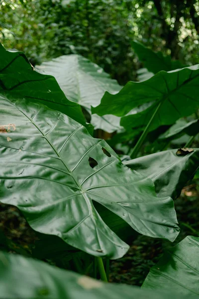 Close Elephant Ear Leaf Giant Taro Alocasia Macrorrhizos Natural Background — стоковое фото