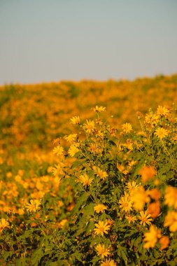 Dağda mavi gökyüzü olan Meksika ayçiçeği. Yakın plan Ağaç Marigold ya da Mae Moh, Lampang, Tayland 'da. Güzel manzara.