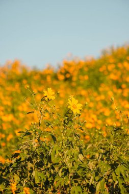 Dağda mavi gökyüzü olan Meksika ayçiçeği. Yakın plan Ağaç Marigold ya da Mae Moh, Lampang, Tayland 'da. Güzel manzara.