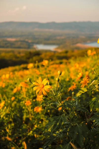 Meksika ayçiçeği ve dağda gün batımı. Yakın plan Ağaç Marigold ya da Mae Moh, Lampang, Tayland 'da. Güzel manzara.