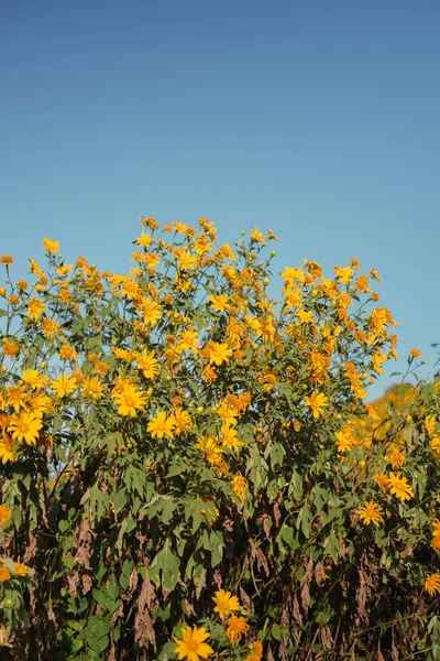Mexican Sunflower Blue Sky Mountain Close Tree Marigold Mae Moh — Stock Photo, Image