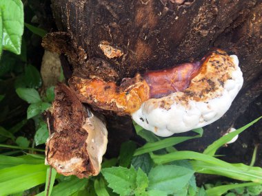 ağaç arkaplan dokusu yosun mantarı