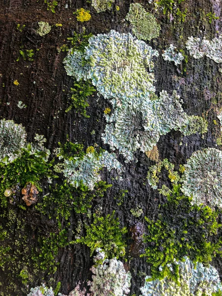 Tree Background Texture Moss Fungus — Stock Photo, Image