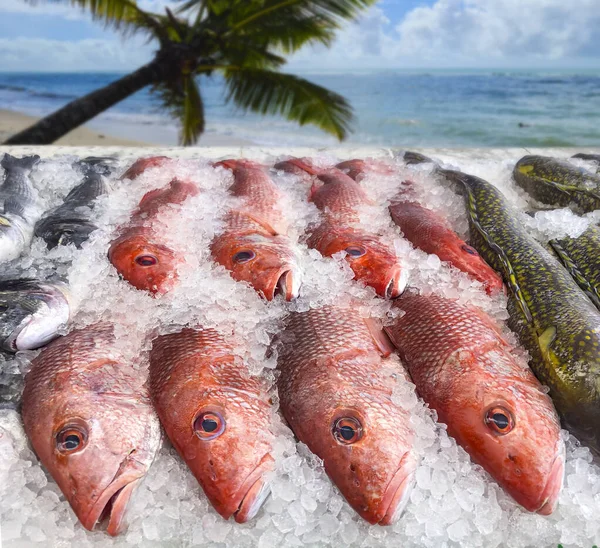 Pesce Dentice Rosso Pescivendolo Ghiaccio — Foto Stock