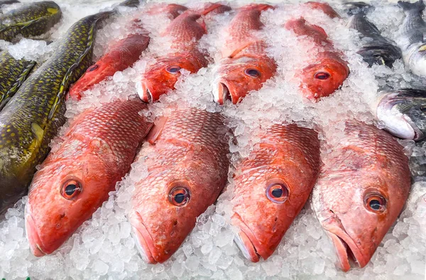 Buzdaki Balıkçıya Kırmızı Balık — Stok fotoğraf