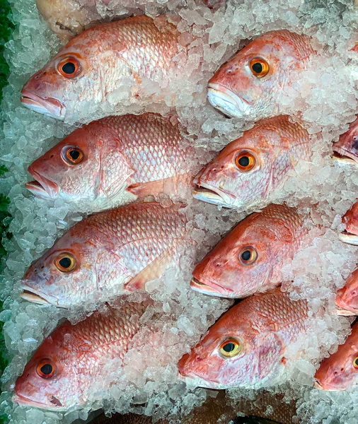 Pescado Pargo Rojo Pescadero Hielo — Foto de Stock