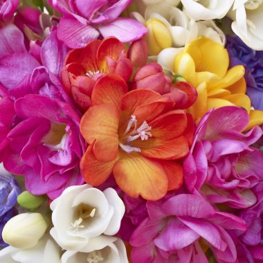 A feast of freesia flowers clipart