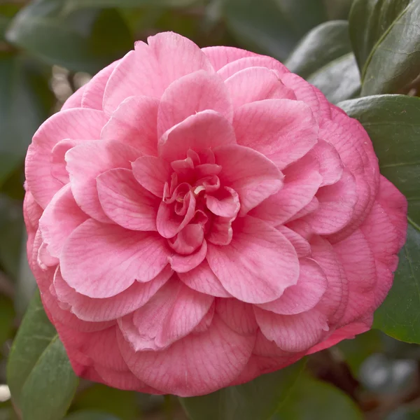 Single Camellia — Stock Photo, Image