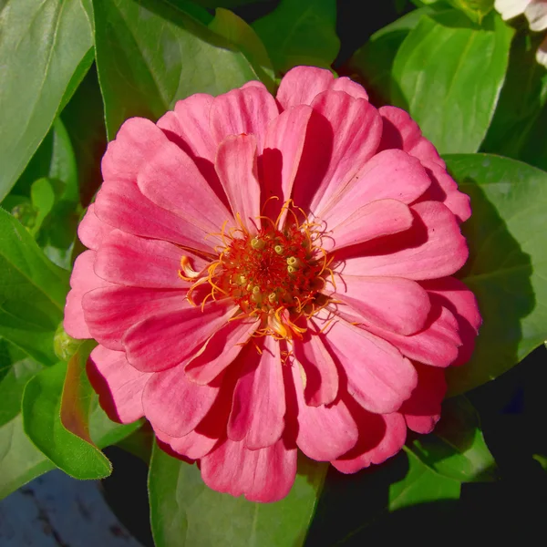 Zinnia rose simple — Photo