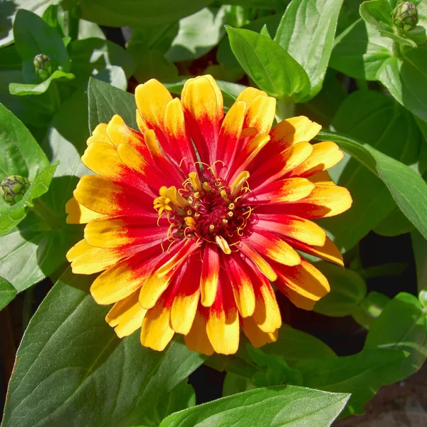 Singola zinnia rossa e gialla — Foto Stock